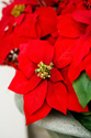 poinsettias63307131.jpg