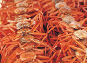 crabs14536718.jpg